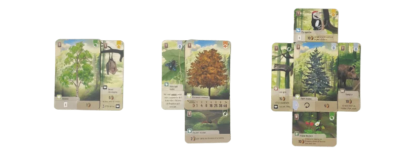 Foret Mixte exemples arbres avec cartes animaux et vegetaux | Jeux Toulon L'Atanière